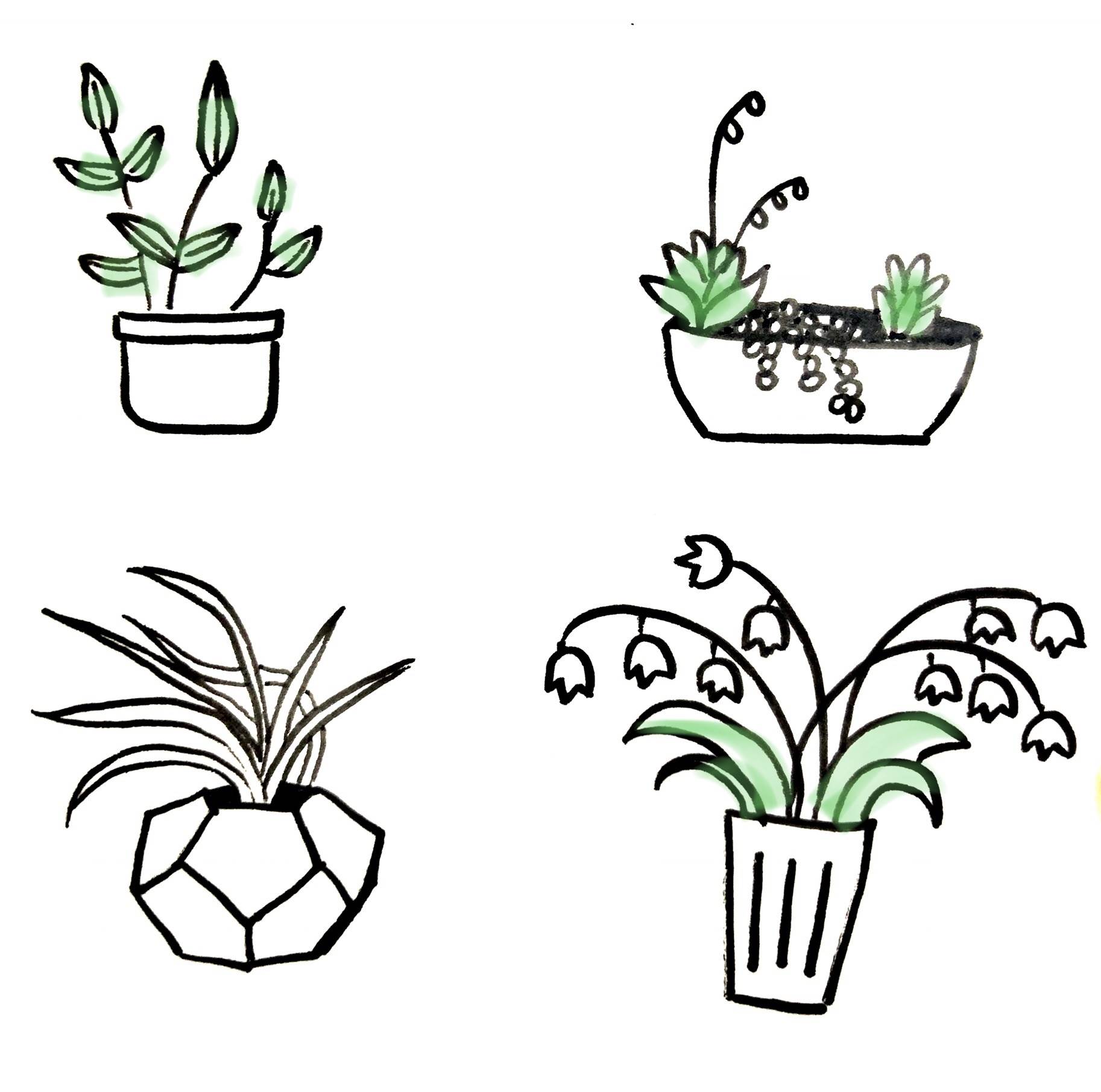 关于植物的画 关于植物的画画图片 简单