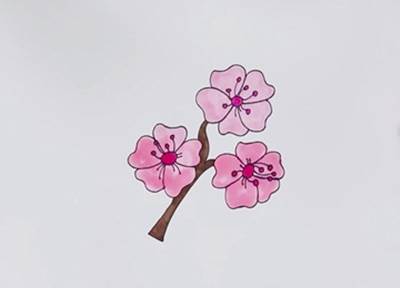 樱花树叶简笔画彩色图片