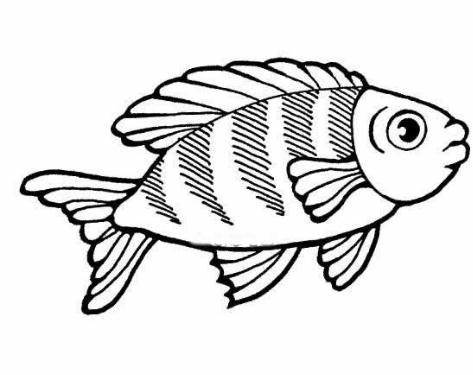简笔画鱼大全大图可爱好看的鱼上色简笔画原创教程步骤图