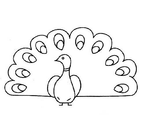 孔雀的画法简单图片