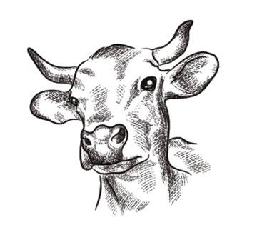 牛的素描画像铅笔画图片