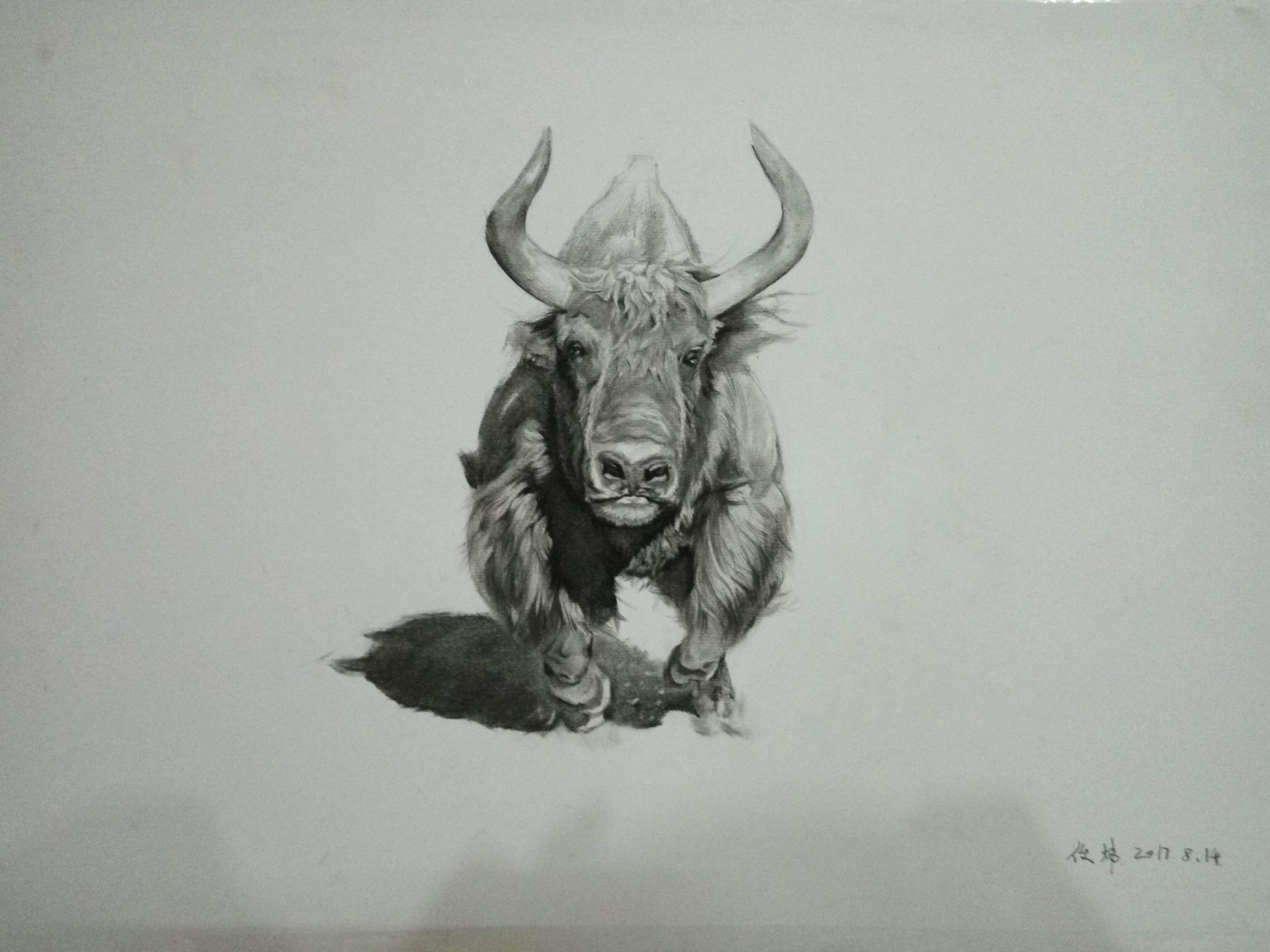 素描牛简单图片