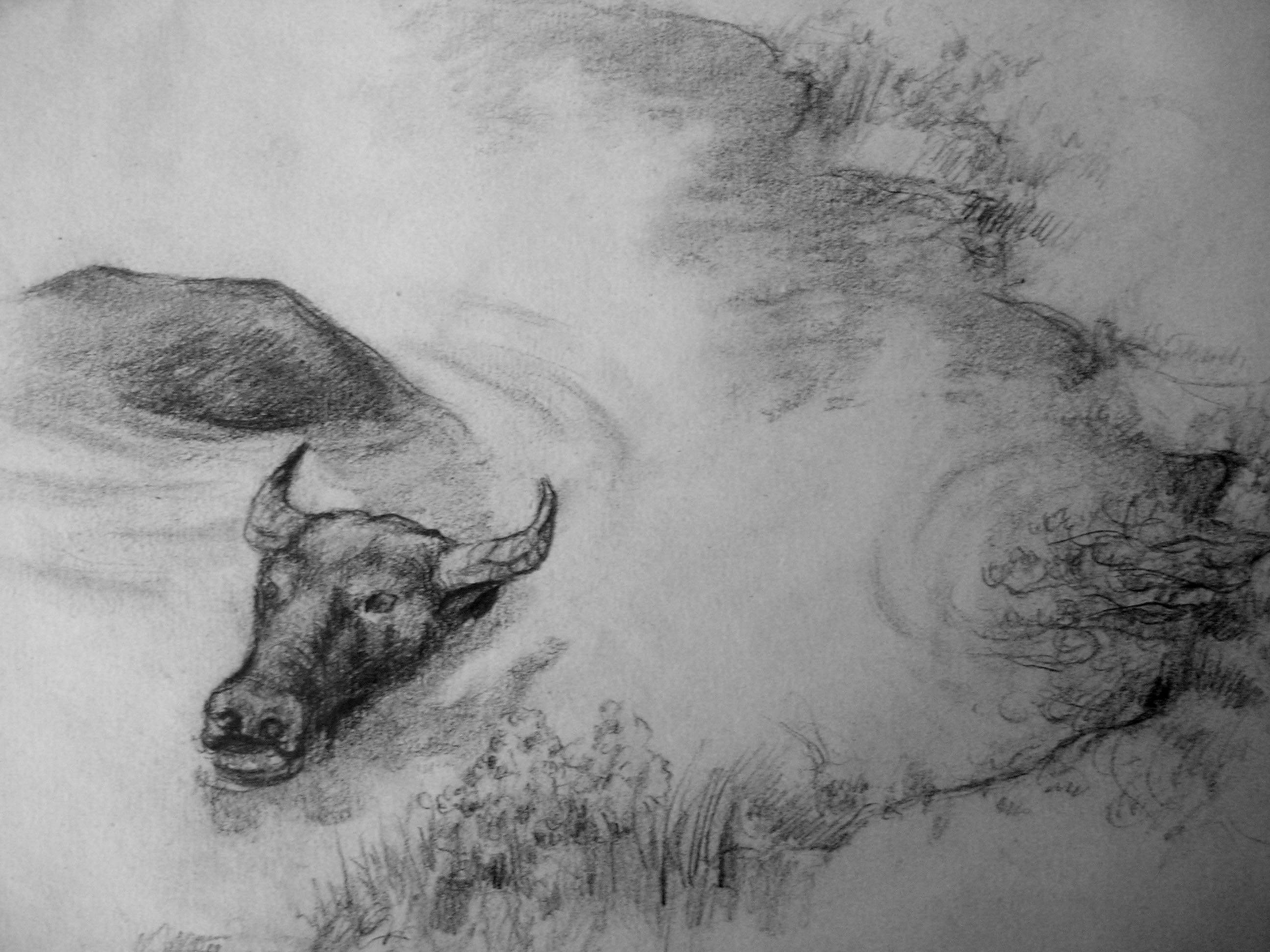 牛的素描画像铅笔画图片