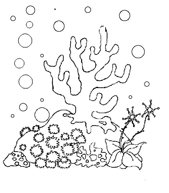 珊瑚礁的简笔画图片
