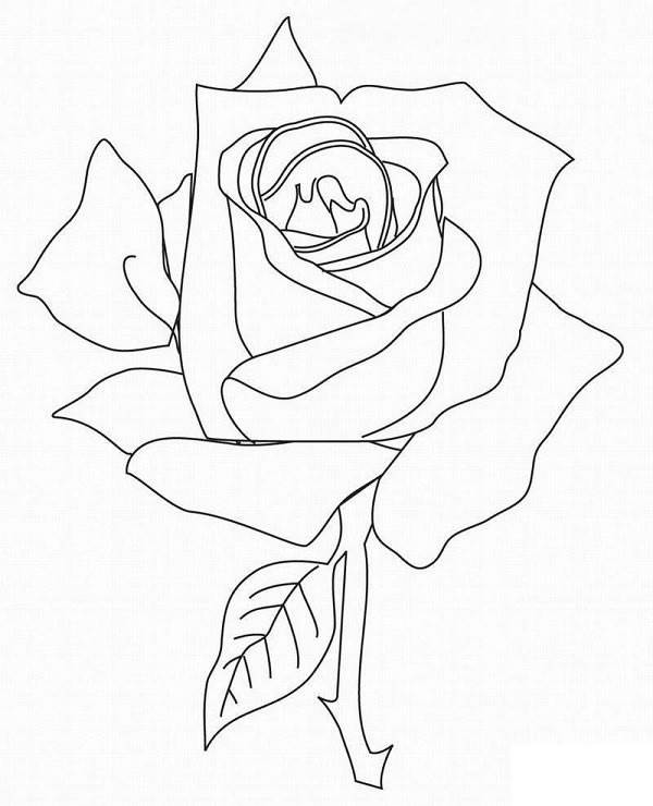 玫瑰花刺简笔画图片