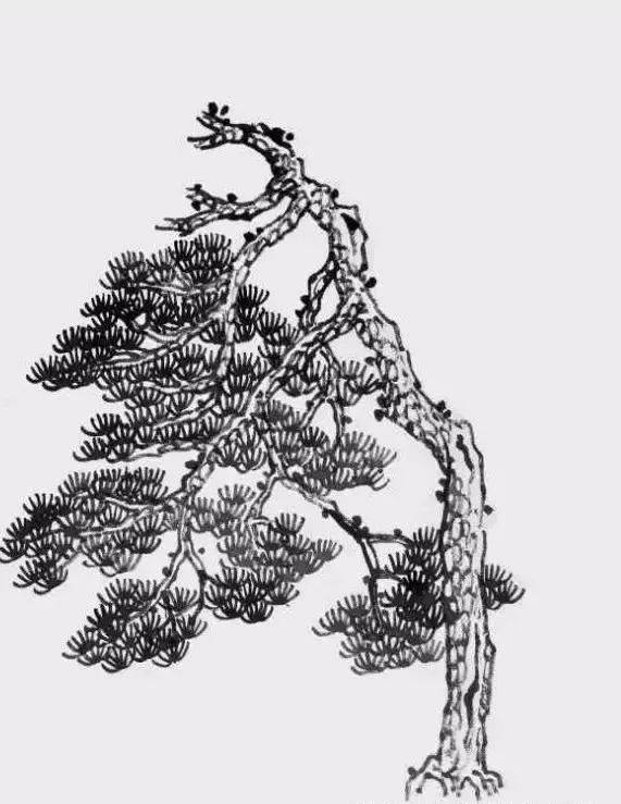 冬天的松树画法图片