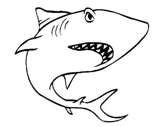 画出来的鲨鱼图片