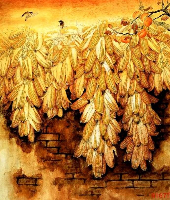 玉米丰收绘画作品图片