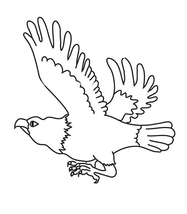 老鹰的简笔画画法图片
