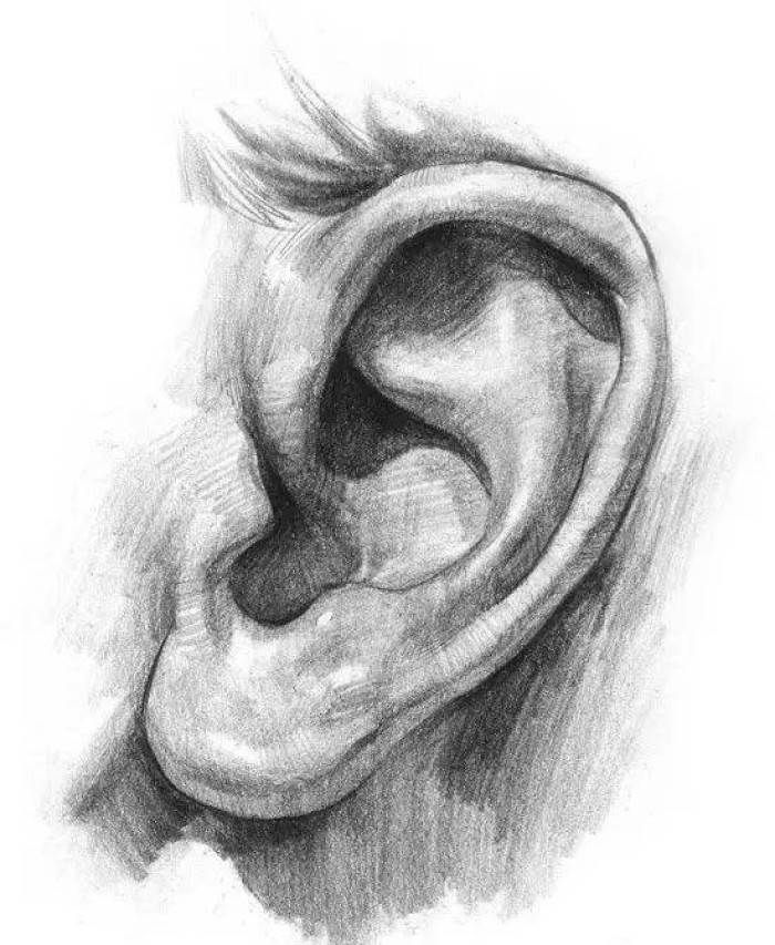 详解素描人物中不能忽视的存在——耳朵【素描教程】耳朵的画法耳朵