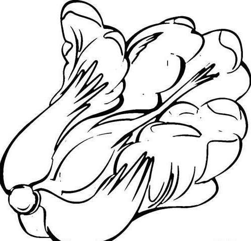 大白菜的简笔画画法图片