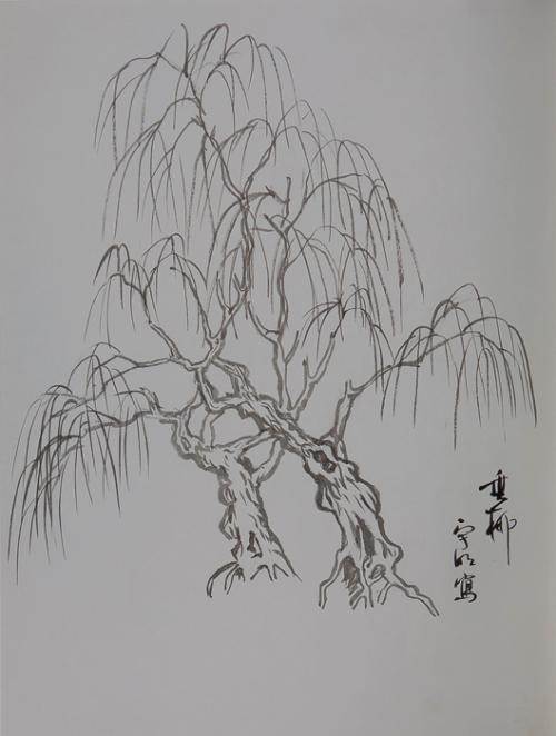 柳树的画法铅笔画图片