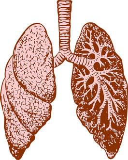 画肺简图图片