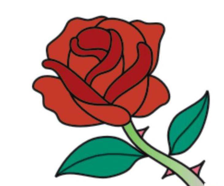 玫瑰花的简笔画法彩色图片