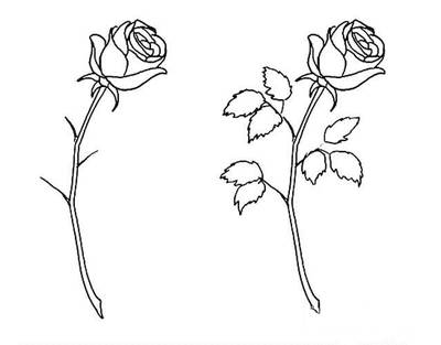 玫瑰花的画法简笔画 玫瑰花画法的图片