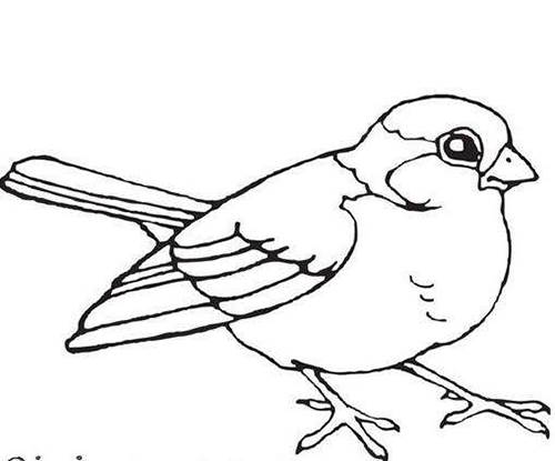最新鸟简笔画简单绘画教程 鸟的画法简单又漂亮