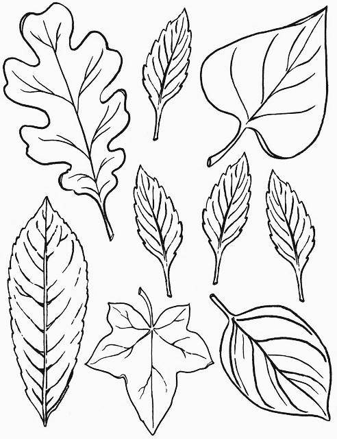 怎样画树叶简单画法图片