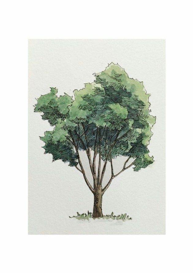最新画树的绘画作品 关于树的绘画作品