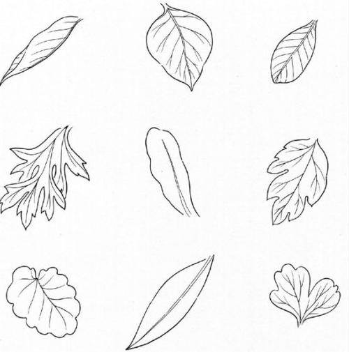 树叶简笔画图片,树叶简笔画大全各种各样的植物叶子简笔画图片大全