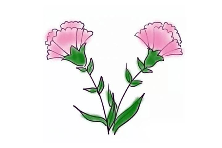 康乃馨叶子简笔画图片