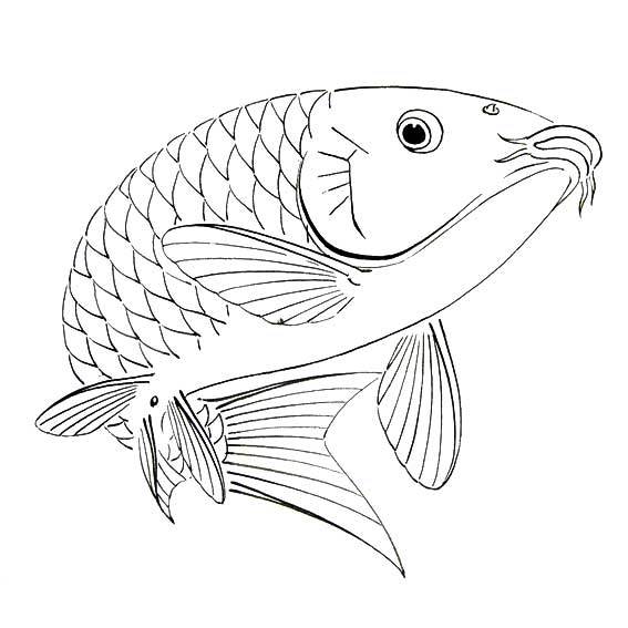 鱼的外形简笔画图片
