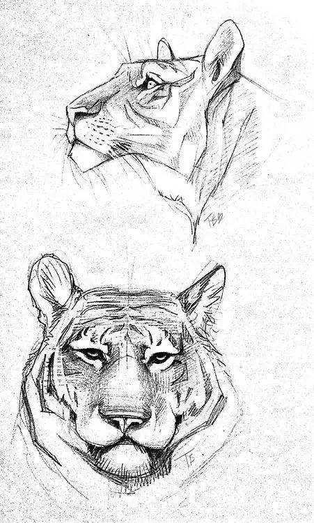 【绘画教程】一只凶猛老虎的画法