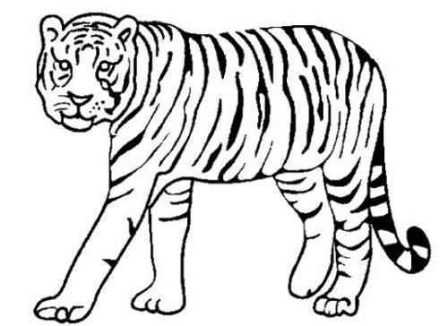 2022年老虎的画法图片