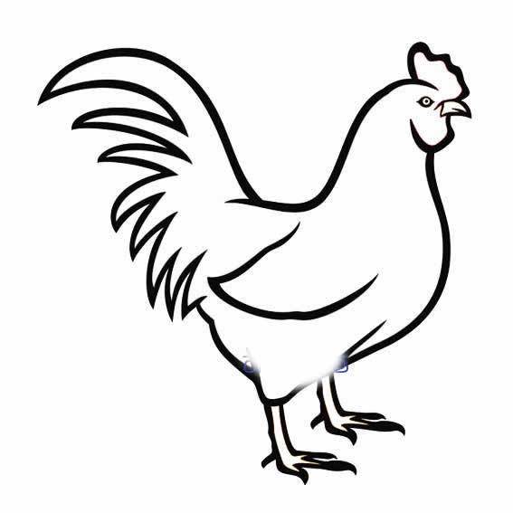鸡怎么画简单简笔画图片