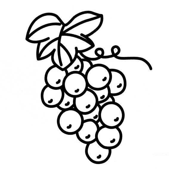 学画葡萄的简笔画图片图片