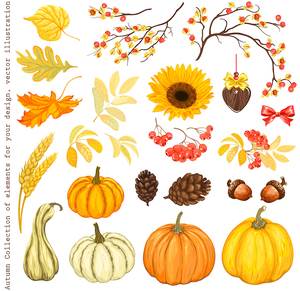 秋天的果实简笔画 秋天的果实简笔画彩色