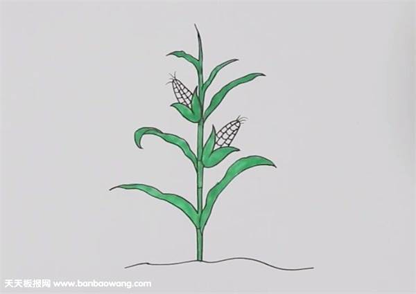 玉米简笔画 秸秆图片