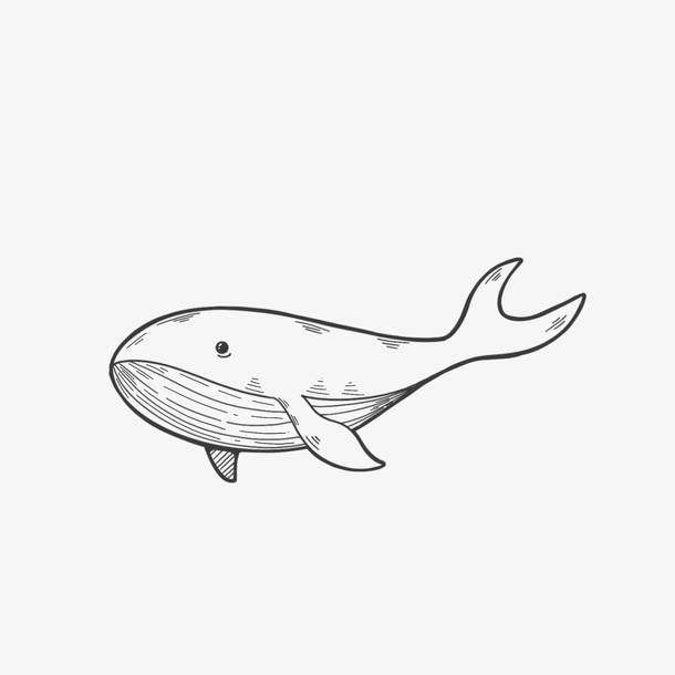 鲸鱼唯美简笔画图片