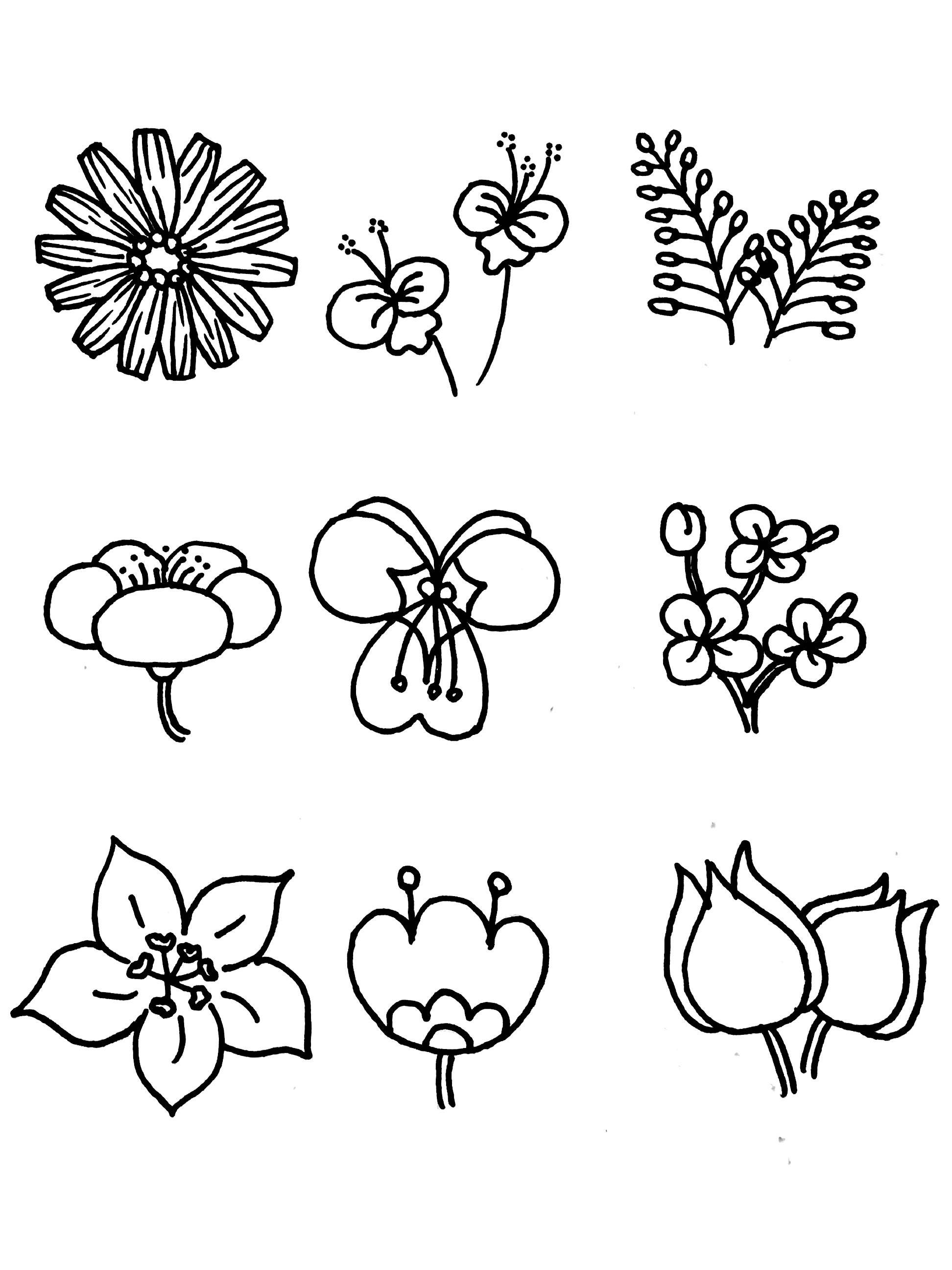 花朵的简单画法简笔画图片