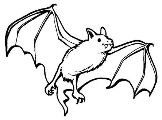 蝙蝠画法简单图片