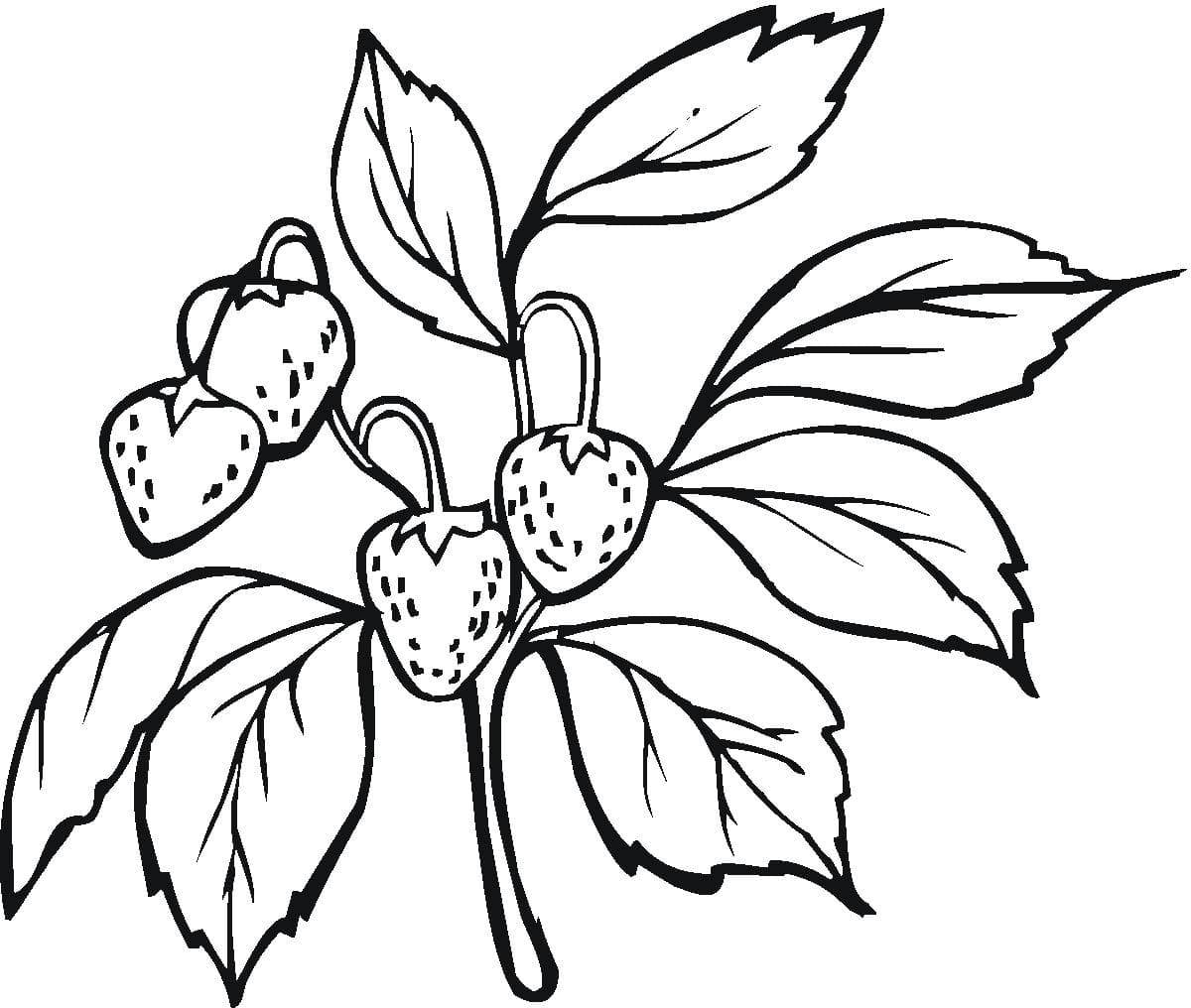 草莓简笔画无色图片