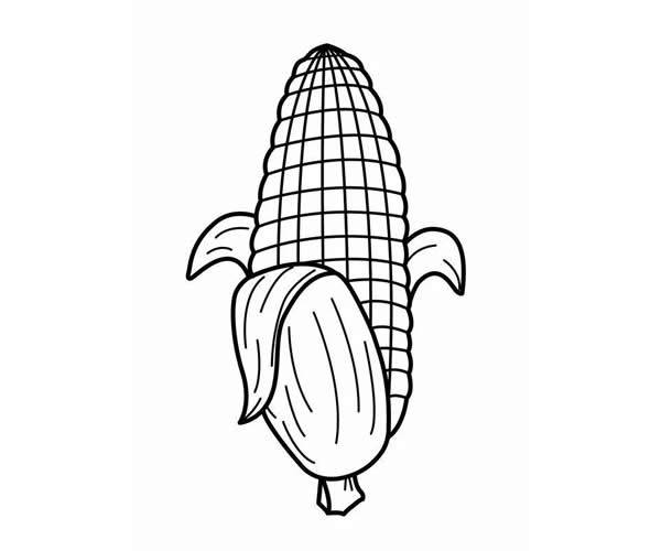 玉米简笔画简单又好看图片
