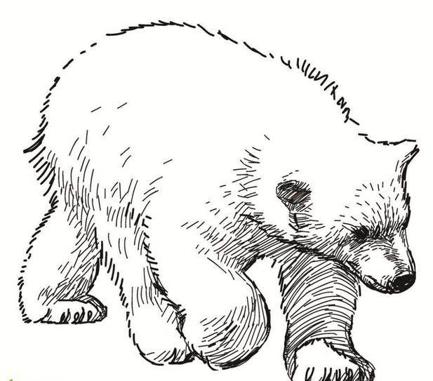 北极熊手绘 画画图片