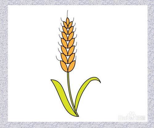 一捆小麦简笔画图片