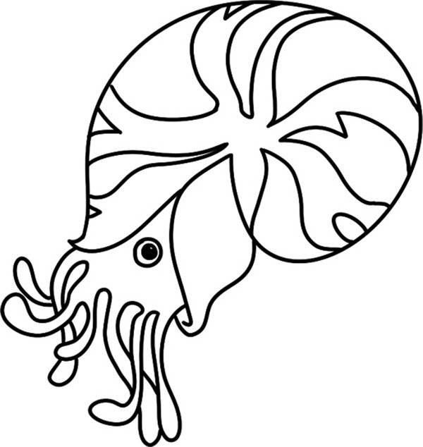 海螺简笔画简单图片