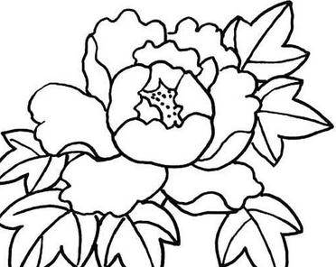 牡丹花的简笔画 牡丹花的简笔画怎么画好看又简单