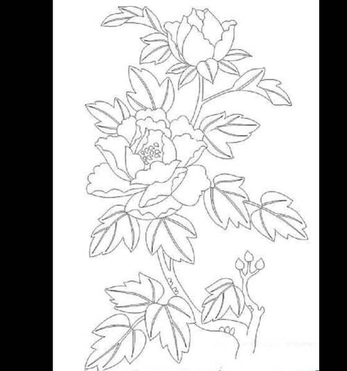 牡丹花的简笔画 牡丹花的简笔画怎么画好看又简单
