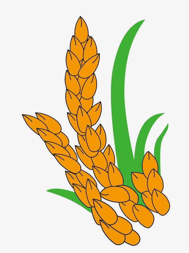 粮食食堂文化插画元素农作物粮食小麦卡通图粮食简笔画就分享到这里