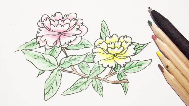 牡丹花的简笔画 简单图片
