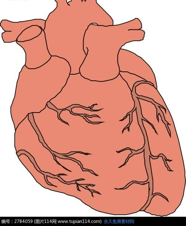 心脏简笔画初中生物图片