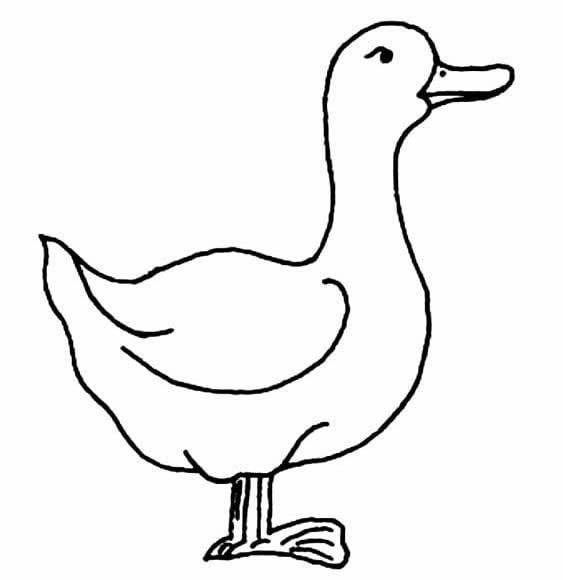 鸭子脚掌画法图片