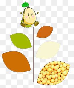 黄豆种子简笔画图片