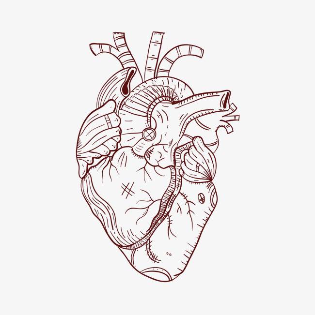 学生画的心脏简化图图片