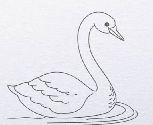 白天鹅的简单画法图片