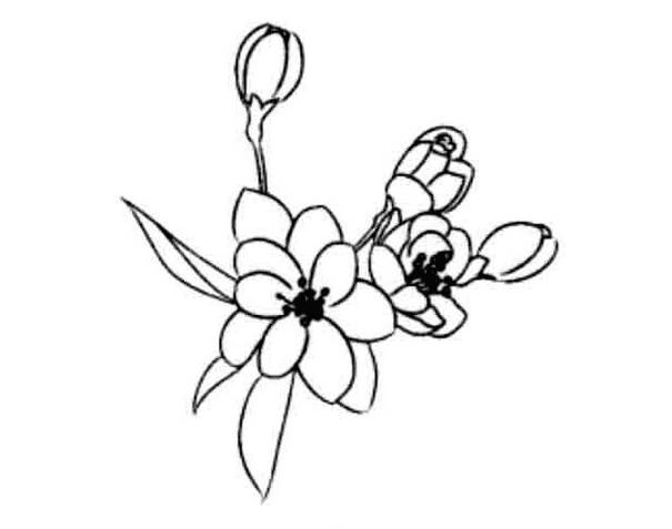 海棠花画法 简笔画图片