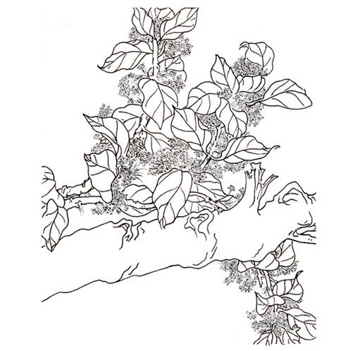 画桂花树的简笔画图片